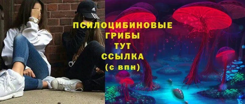 Псилоцибиновые грибы Cubensis  Волжск 